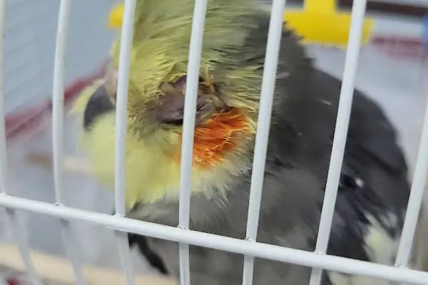 Polen Veteriner Kliniği 7/24 Acil - Resim 11