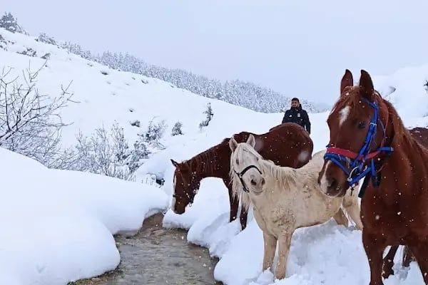 Oğuzhan At Çiftliği - Resim 14