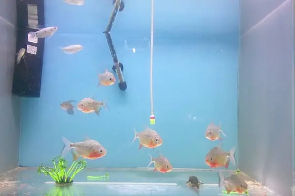 Nida Pet Shop - Resim 4