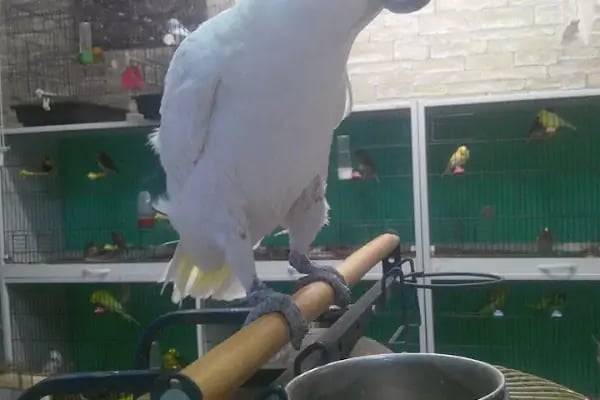 Nida Pet Shop - Resim 3