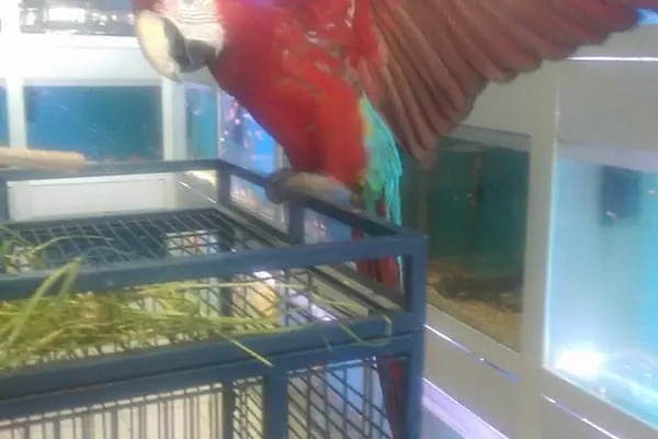 Nida Pet Shop - Resim 2