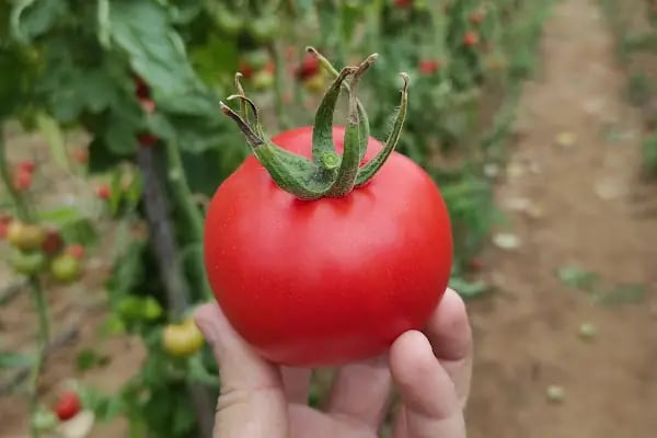 Selçuk Demir Yaş Sebze Meyve - Resim 17
