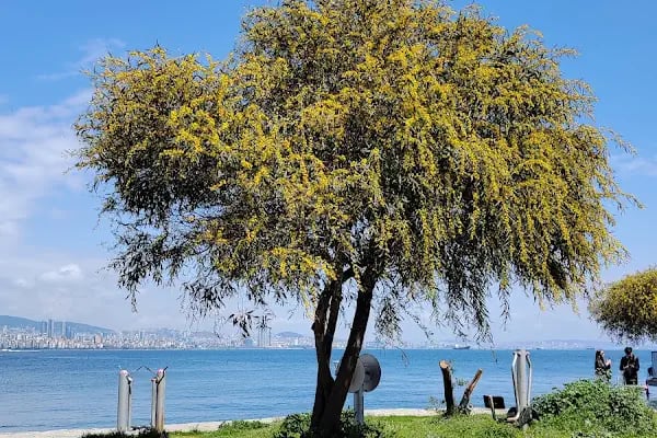 Büyükada İlçe Halk Kütüphanesi - Resim 19