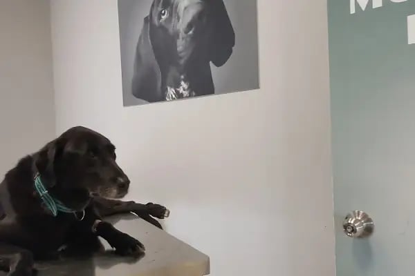 Petcode Hayvan Hastanesi - Resim 9