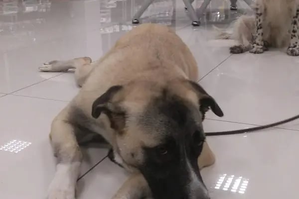Petcode Hayvan Hastanesi - Resim 12