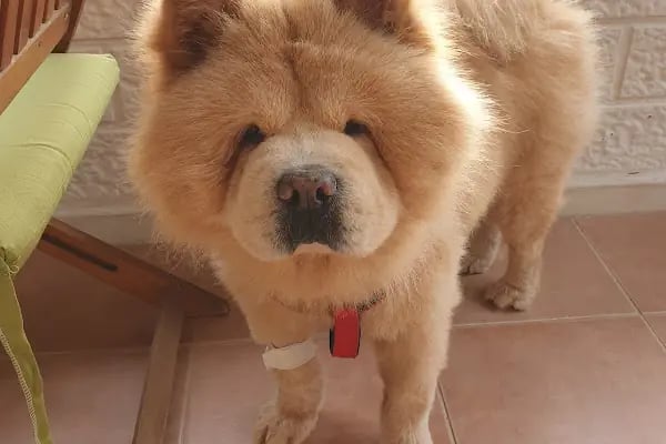 Petcode Hayvan Hastanesi - Resim 19