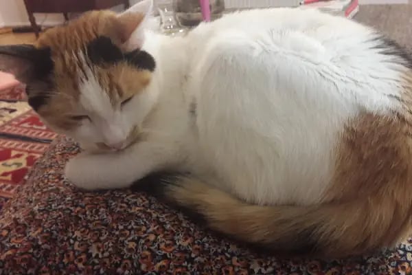 Petcode Hayvan Hastanesi - Resim 18