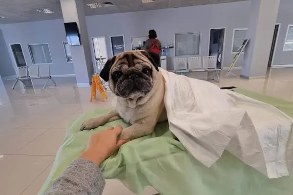 Petcode Hayvan Hastanesi - Resim 14