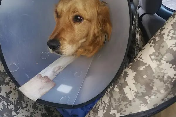 Petcode Hayvan Hastanesi - Resim 6