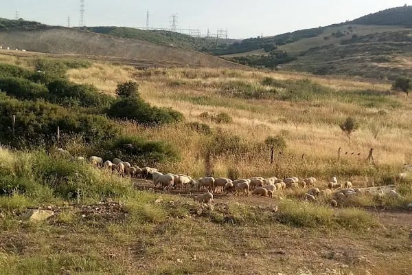 Değirmendere Kooperatifi - Resim 10