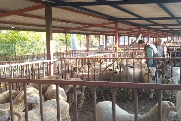 Büyükorhan Cuma Pazarı - Resim 9