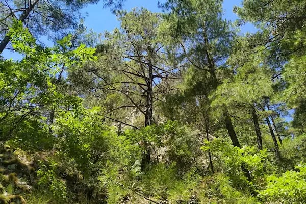 Ayazma Pınarı Tabiat Parkı - Resim 8