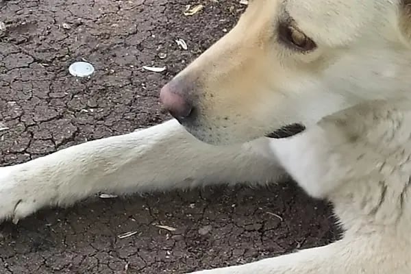 Yenimahalle Belediyesi Varlık Çocuk Parkı - Resim 8