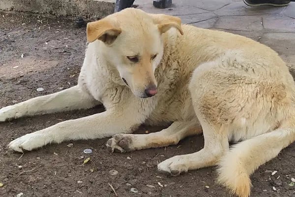 Yenimahalle Belediyesi Varlık Çocuk Parkı - Resim 18