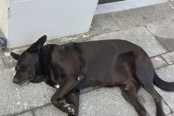 Nezir Usta Döner - Resim 18