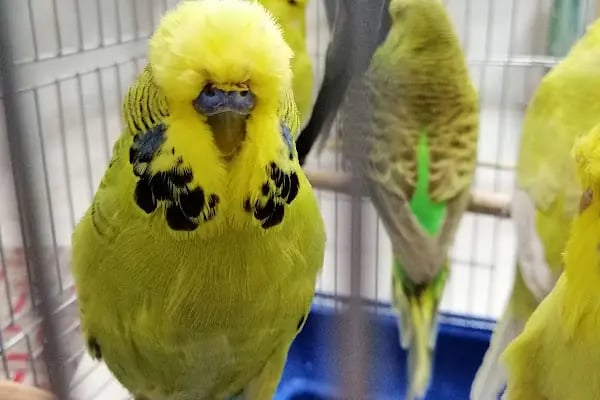 Turan Petshop - Resim 16
