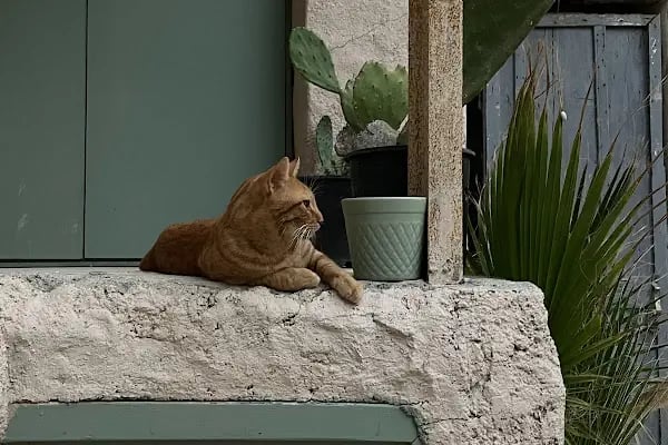 Çeşme Binicilik - Resim 13
