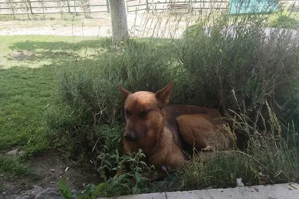 Hara Selçuk Binicilik Akademisi - Resim 4