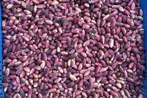 FISTIK ŞARKANTEP ÖZDAĞ FISTIK PİSTACHİO GAZİANTEP FISTIK ANTEP FISTIĞI FISTIK NUTS - Resim 13