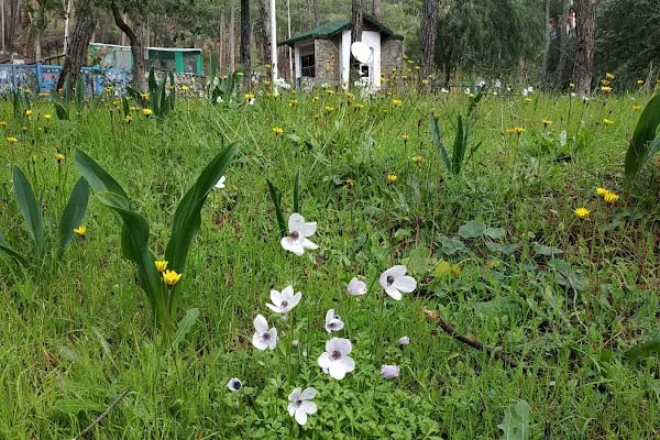 Dikilitaş kamp ve Piknik alanı - Resim 15