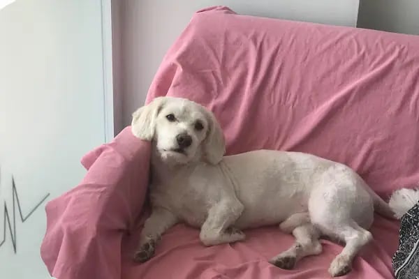 Bakırköy Veteriner - Vitalpet Veteriner Kliniği - - Resim 2