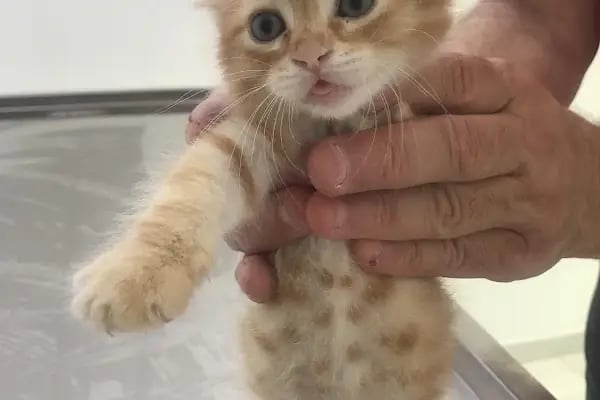 Bakırköy Veteriner - Vitalpet Veteriner Kliniği - - Resim 3