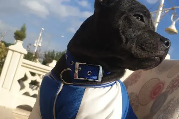 Kültür Petshop Güzelyurt - Resim 3