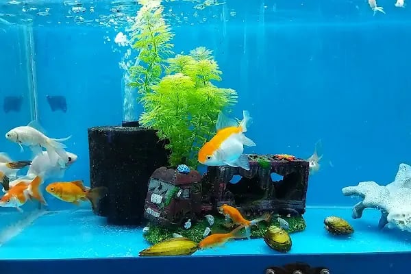 Avcı Akvaryum-Pet Shop - Resim 1