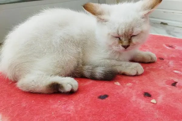 Avcı Akvaryum-Pet Shop - Resim 9