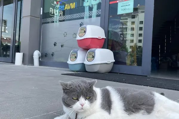 Knock Knock Petshop - Resim 1
