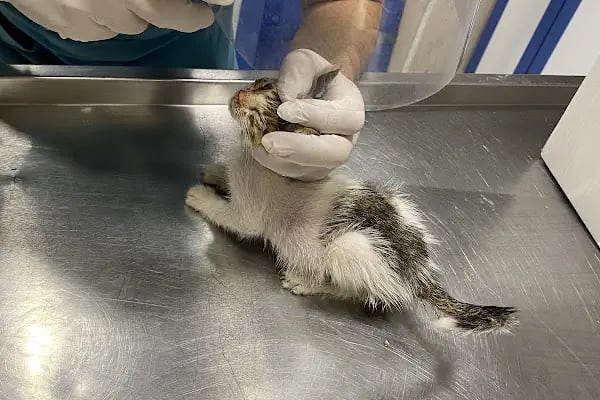Güner Veteriner Kliniği - Resim 2