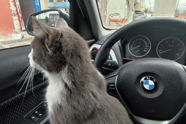 Güner Veteriner Kliniği - Resim 1