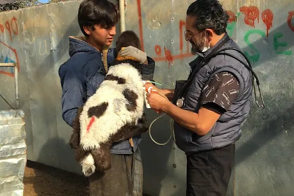 Özbay Veteriner Kliniği - Resim 16