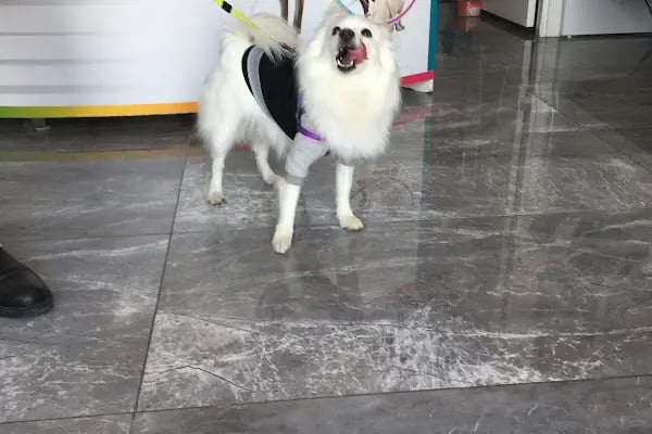 Özbay Veteriner Kliniği - Resim 12