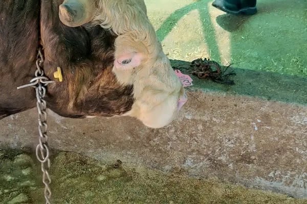Medeni Bey Çiftliği - Kurbanlık Fiyatları Arnavutköy - Resim 4