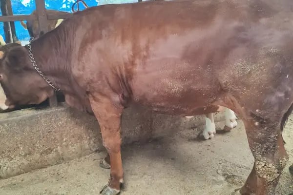 Medeni Bey Çiftliği - Kurbanlık Fiyatları Arnavutköy - Resim 17