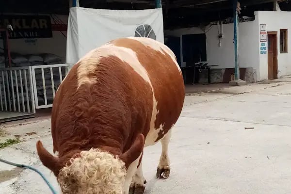Medeni Bey Çiftliği - Kurbanlık Fiyatları Arnavutköy - Resim 2