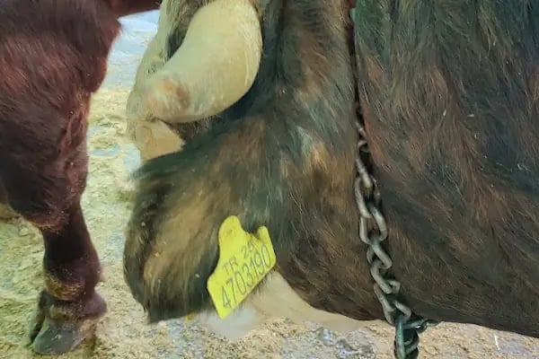 Medeni Bey Çiftliği - Kurbanlık Fiyatları Arnavutköy - Resim 7