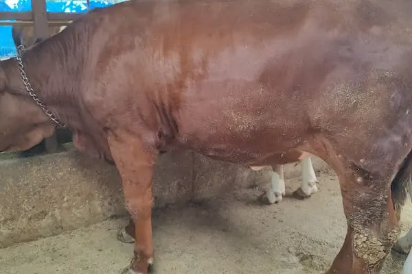 Medeni Bey Çiftliği - Kurbanlık Fiyatları Arnavutköy - Resim 8