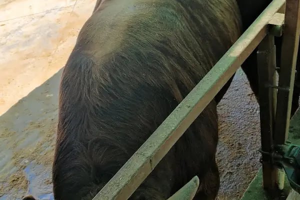 Medeni Bey Çiftliği - Kurbanlık Fiyatları Arnavutköy - Resim 5