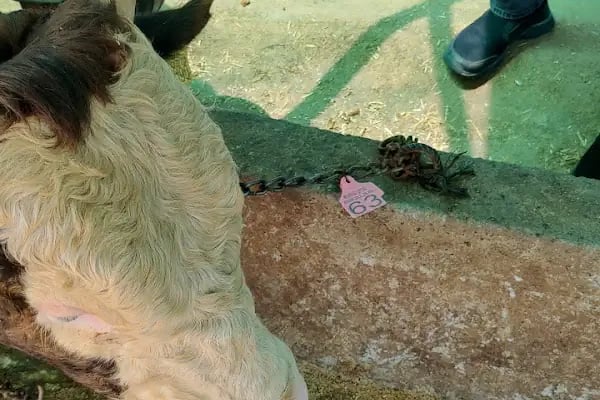 Medeni Bey Çiftliği - Kurbanlık Fiyatları Arnavutköy - Resim 9