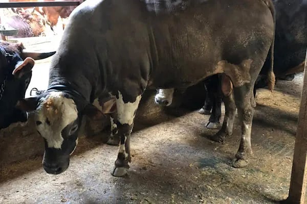 Medeni Bey Çiftliği - Kurbanlık Fiyatları Arnavutköy - Resim 19