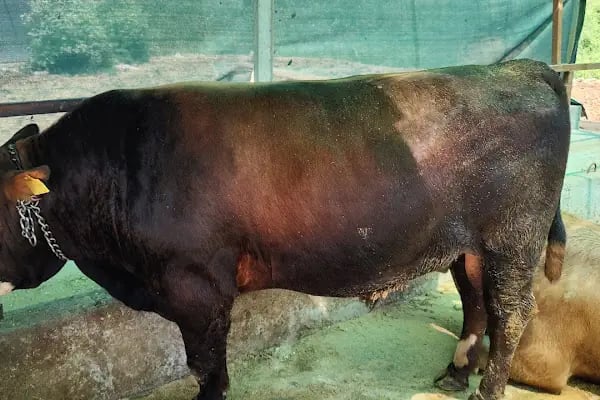 Medeni Bey Çiftliği - Kurbanlık Fiyatları Arnavutköy - Resim 11