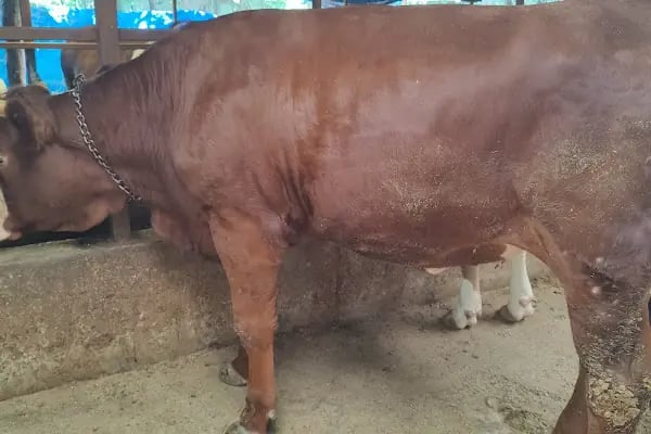 Medeni Bey Çiftliği - Kurbanlık Fiyatları Arnavutköy - Resim 18