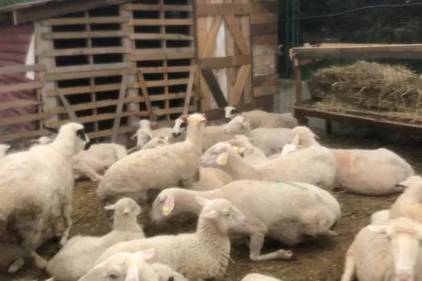 Medeni Bey Çiftliği - Kurbanlık Fiyatları Arnavutköy - Resim 6