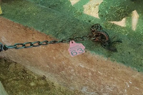 Medeni Bey Çiftliği - Kurbanlık Fiyatları Arnavutköy - Resim 10