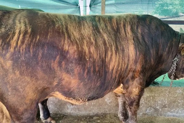 Medeni Bey Çiftliği - Kurbanlık Fiyatları Arnavutköy - Resim 16