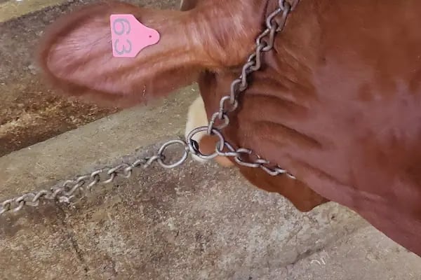 Medeni Bey Çiftliği - Kurbanlık Fiyatları Arnavutköy - Resim 20