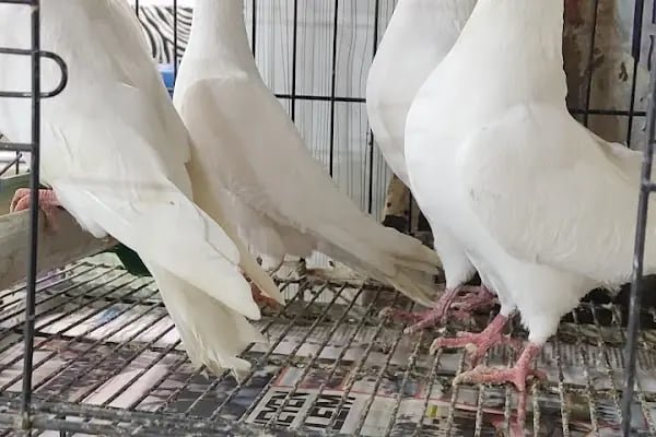 Akvaryum Ve Kuş EROVA ANKARA - Resim 5