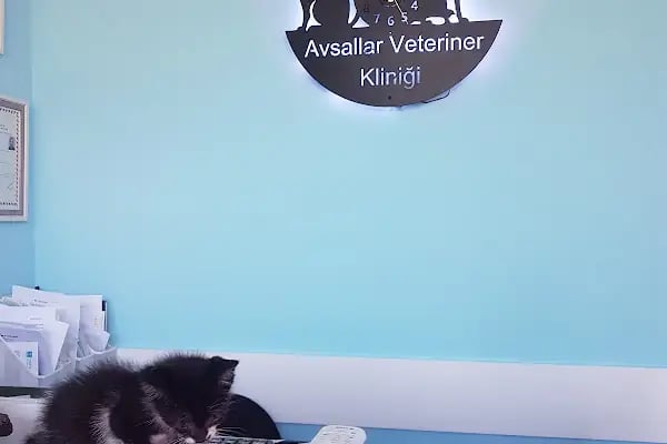 Avsallar Veteriner Kliniği / Kleintierpraxis / Pet Clinic - Resim 18